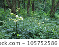 盛開的百合森林 105752586