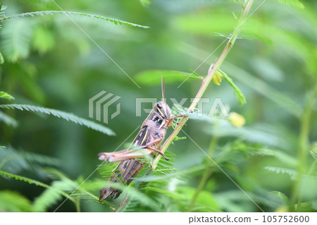 Broom locust (Doinako) and Kawaraketsumei 105752600