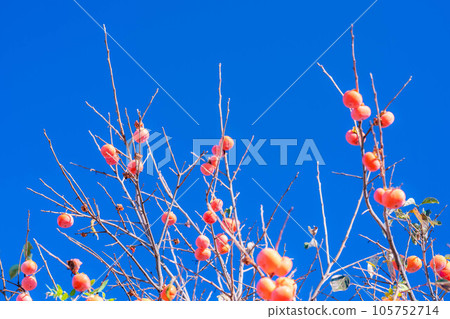 [秋季素材] 長在樹上的柿子和藍天[長野縣] 105752714