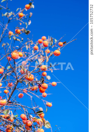 [秋季素材] 長在樹上的柿子和藍天[長野縣] 105752732