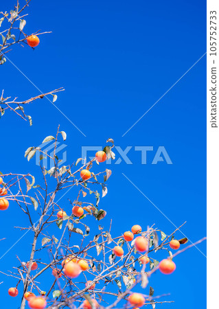 [秋季素材] 長在樹上的柿子和藍天[長野縣] 105752733