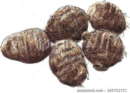 Taro illustration - Stock Illustration [105752771] - PIXTA