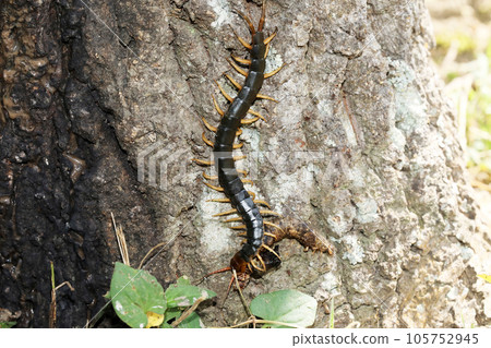 centipede predation 105752945
