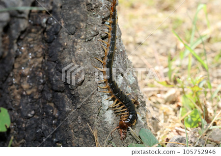 centipede predation 105752946