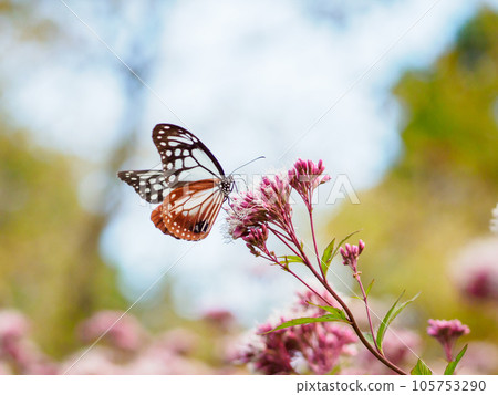 吮吸板栗虎黃油的花蜜感受夏天的結束 105753290