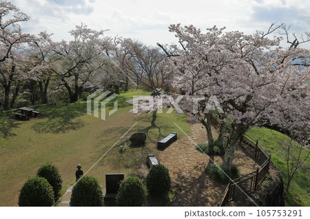 小房山公園的櫻花（神奈川縣秦野市） 105753291