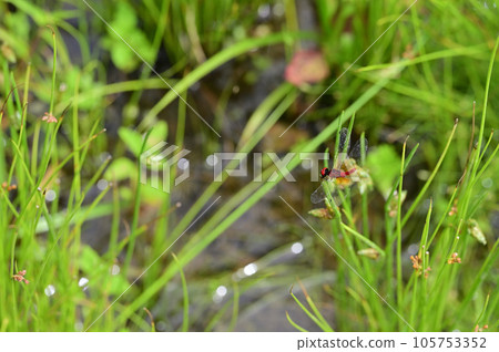 Nannophya矮 Nannophya矮 105753352