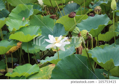 Lotus flower  105753415