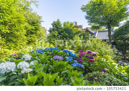 繡球花之丘、真善光寺、泉湧寺、京都 105753421