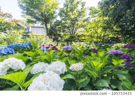 Hydrangea hill in full bloom at Shinzenkoji Temple, Sennyu-ji Temple, Kyoto Hydrangea hill in full bloom at Shinzenkoji Temple, Sennyu-ji Temple, Kyoto 105753435