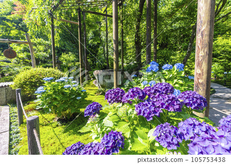 Hydrangea hill in full bloom at Shinzenkoji Temple, Sennyu-ji Temple, Kyoto 105753438
