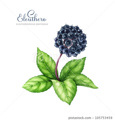 Eleuthero herb watercolor illustration. Hand drawn Eleutherococcus senticosus vintage style illustration. Siberian ginseng medicinal plant element. Eleutherococcus plant on white background 105753459