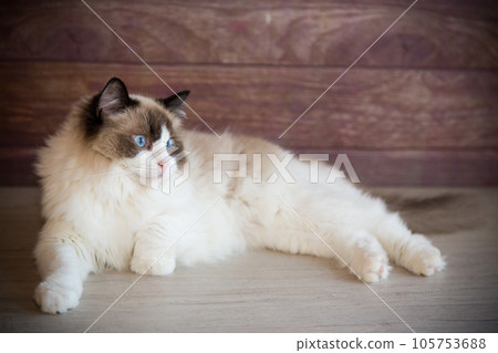 Young beautiful purebred Ragdoll cat at home 105753688