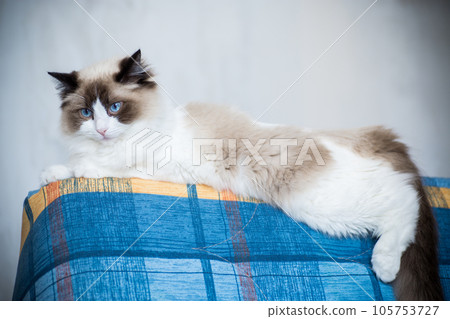 Young beautiful purebred Ragdoll cat at home 105753727