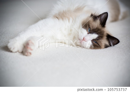 Young beautiful purebred Ragdoll cat at home 105753737