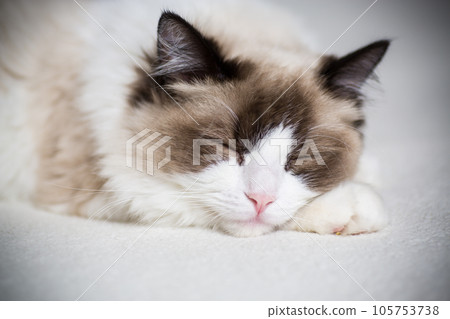 Young beautiful purebred Ragdoll cat at home Young beautiful purebred Ragdoll cat at home 105753738