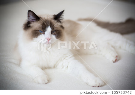 Young beautiful purebred Ragdoll cat at home 105753742