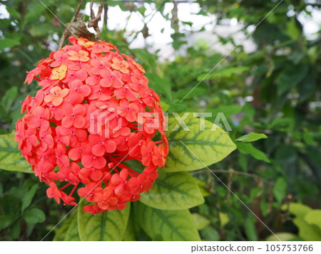 Beautiful Santanka flower 105753766