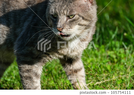 silver-striped cat licks his lips after dinner. striped cat is vigilant. silver-striped cat licks his lips after dinner. striped cat is vigilant. 105754111