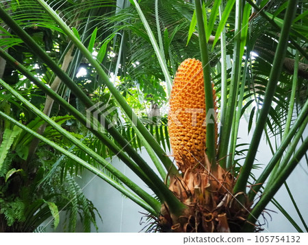 Rumpus cycad tree Rumpus cycad tree 105754132