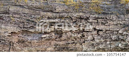 Texture of cracked brown tree trunk. Abstract background 105754147