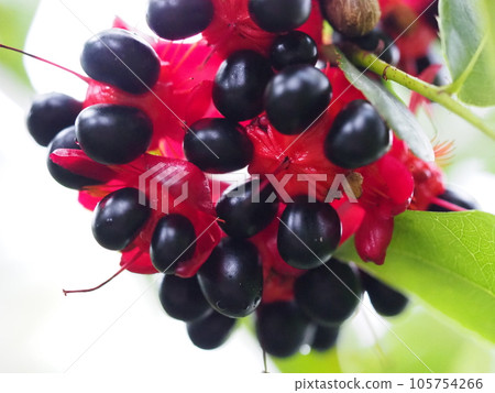 黑色 Ochna 卡其色 水果色 105754266