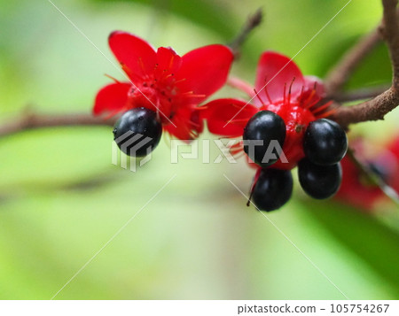 黑色 Ochna 卡其色 水果色 黑色 Ochna 卡其色 水果色 105754267