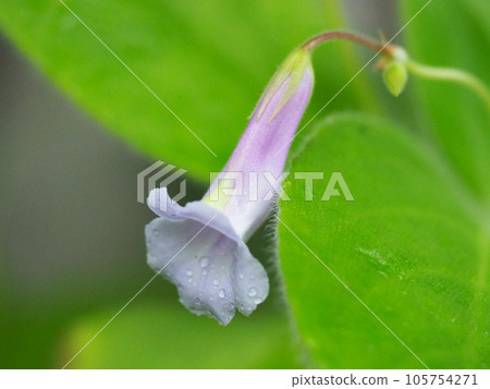 Flower of primulina flowimaculata like bellflower Flower of primulina flowimaculata like bellflower 105754271