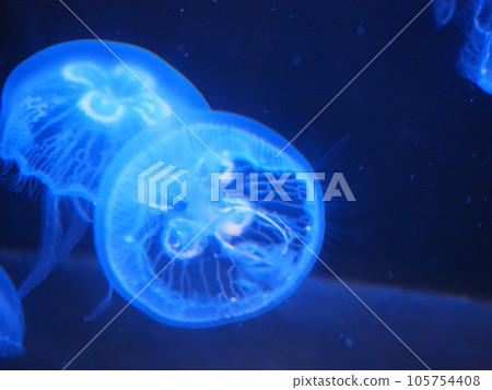 Moon jellyfish swimming gracefully Moon jellyfish swimming gracefully 105754408