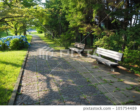 Bench and hydrangea path Bench and hydrangea path 105754489