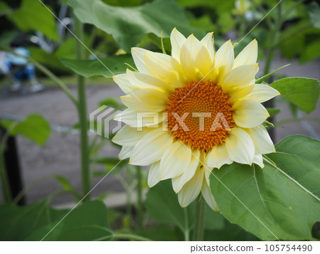 Close-up of a healthy sunflower flower Close-up of a healthy sunflower flower 105754490