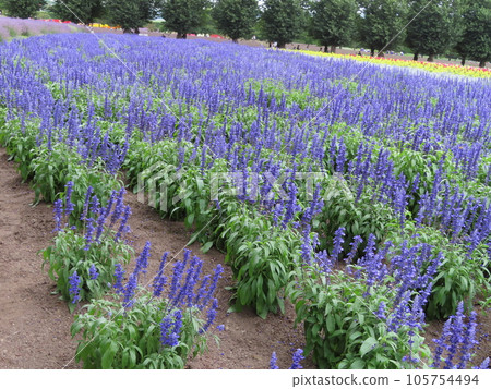 Salvia flower garden with beautiful purple color 105754494