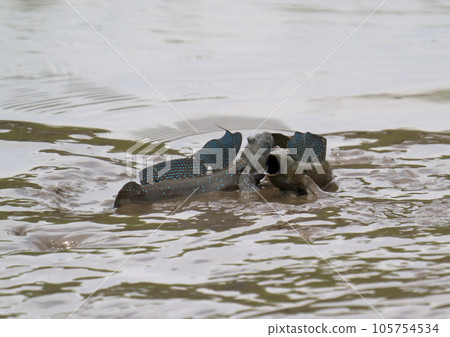 初夏傳統 Mutsugoro 在潮灘上彈跳 105754534