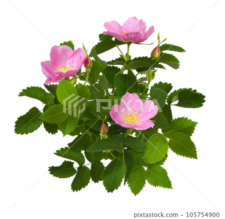 Pink wild rose flowers, buds and leaves isolated Pink wild rose flowers, buds and leaves isolated 105754900