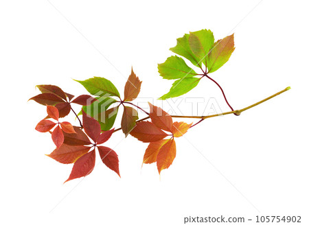 Parthenocissus twig with colorful autumn leaves isolated on white 105754902