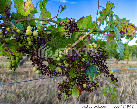 FRANCE, GIRONDE, TARGON, ATTACK OF DOWNY MILDEW ON AN OLD VINE IN THE SUMMER OF 2023 105754948