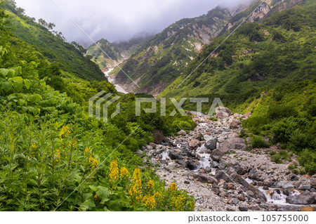 Hakuba Daisekkei in summer when flowers bloom 105755000