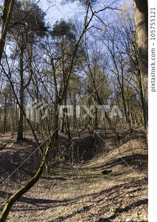 hilly territory with trees without foliage in the spring season 105755121
