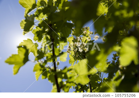 a young currant shrub with green foliage and flowers 105755206