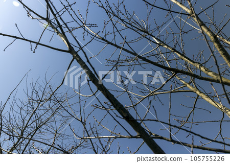 red oak tree in sunny weather in early spring red oak tree in sunny weather in early spring 105755226