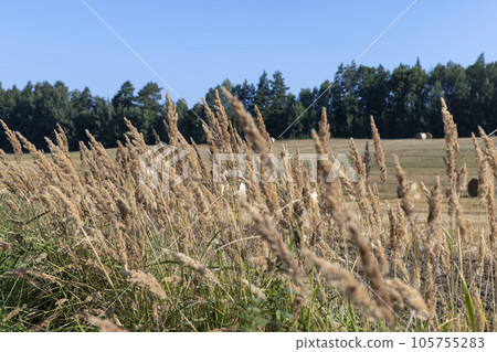 A field with cereals in the summer 105755283