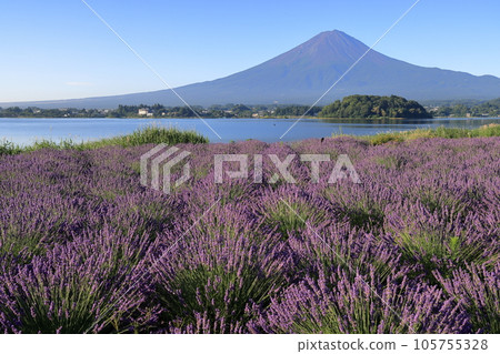 mt fuji lavender mt fuji lavender 105755328