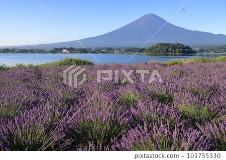 mt fuji lavender mt fuji lavender 105755330