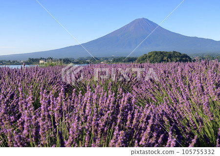 富士山薰衣草 105755332