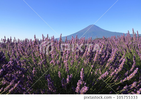 mt fuji lavender mt fuji lavender 105755333