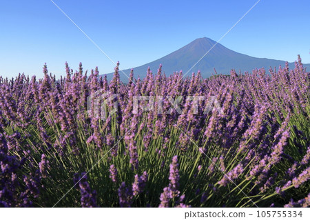 mt fuji lavender mt fuji lavender 105755334