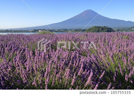 mt fuji lavender mt fuji lavender 105755335