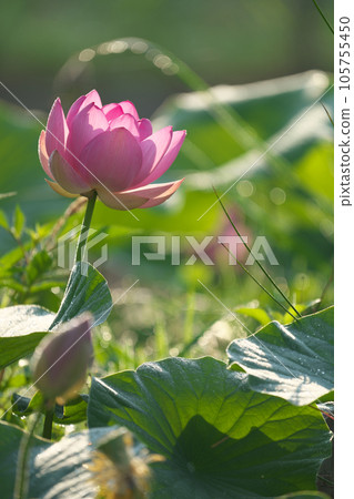 Oga lotus that blooms pretty during the rainy season Oga lotus that blooms pretty during the rainy season 105755450