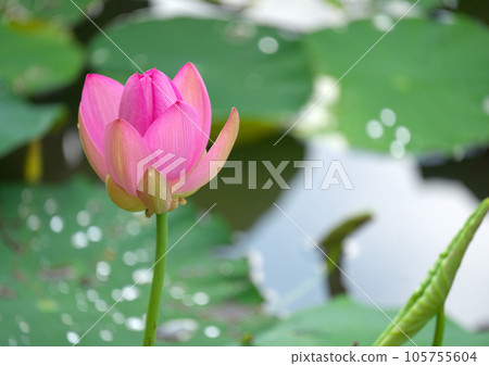 梅雨時盛開的男鹿蓮 梅雨時盛開的男鹿蓮 105755604