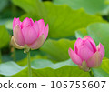 Oga lotus that blooms pretty during the rainy season 105755607